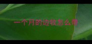 一个月的边牧怎么带