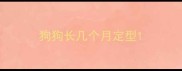 狗狗长几个月定型