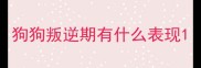 狗狗叛逆期有什么表现