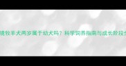 边境牧羊犬两岁属于幼犬吗科学饲养指南与成长阶段全