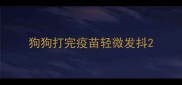 狗狗打完疫苗轻微发抖