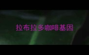 拉布拉多咖啡基因