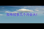 拉布拉多几个月会大