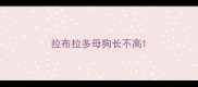 拉布拉多母狗长不高