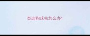 泰迪狗球虫怎么办