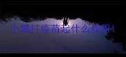 小猫打疫苗起什么作用