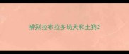 辨别拉布拉多幼犬和土狗
