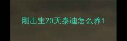 刚出生20天泰迪怎么养