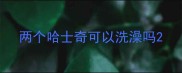 两个哈士奇可以洗澡吗