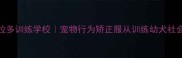 青岛专业拉布拉多训练学校宠物行为矫正服从训练幼犬社会化训练全攻略