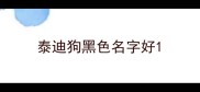 泰迪狗黑色名字好