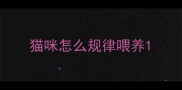 猫咪怎么规律喂养