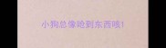 小狗总像呛到东西咳