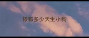 银狐多少天生小狗