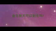 金毛秋天可以剃毛吗
