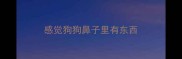 感觉狗狗鼻子里有东西