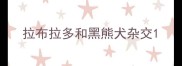拉布拉多和黑熊犬杂交