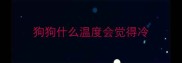 狗狗什么温度会觉得冷