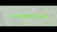 7个月狗狗还能长吗