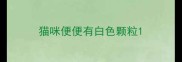 猫咪便便有白色颗粒