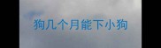 狗几个月能下小狗