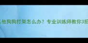 拉布拉多看到其他狗狗打架怎么办专业训练师教你3招制止危险行为