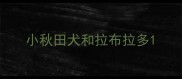 小秋田犬和拉布拉多