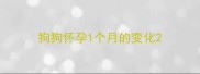 狗狗怀孕1个月的变化