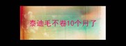 泰迪毛不卷10个月了