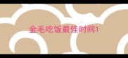 金毛吃饭最佳时间