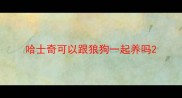 哈士奇可以跟狼狗一起养吗