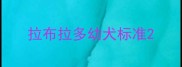 拉布拉多幼犬标准