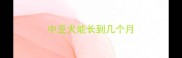 中亚犬能长到几个月