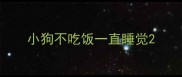 小狗不吃饭一直睡觉