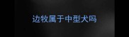 边牧属于中型犬吗
