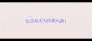 边牧幼犬为何那么臭