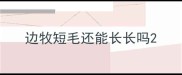 边牧短毛还能长长吗