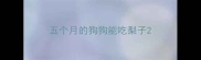 五个月的狗狗能吃梨子