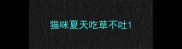 猫咪夏天吃草不吐