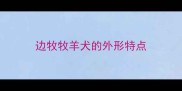 边牧牧羊犬的外形特点