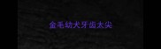 金毛幼犬牙齿太尖