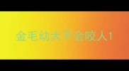 金毛幼犬不会咬人