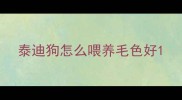泰迪狗怎么喂养毛色好