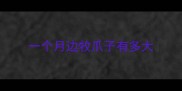 一个月边牧爪子有多大