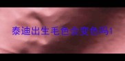 泰迪出生毛色会变色吗