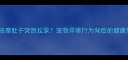 狗狗按摩肚子突然拉屎宠物异常行为背后的健康信号