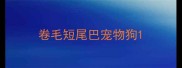 卷毛短尾巴宠物狗