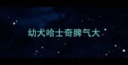 幼犬哈士奇脾气大