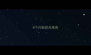 8个月秋田犬身高