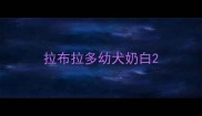 拉布拉多幼犬奶白
